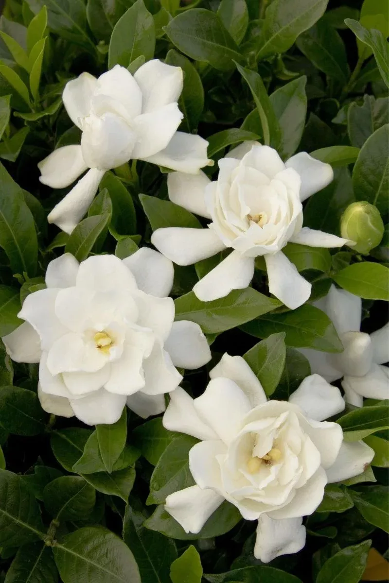Gardenia August Beauty Stnd