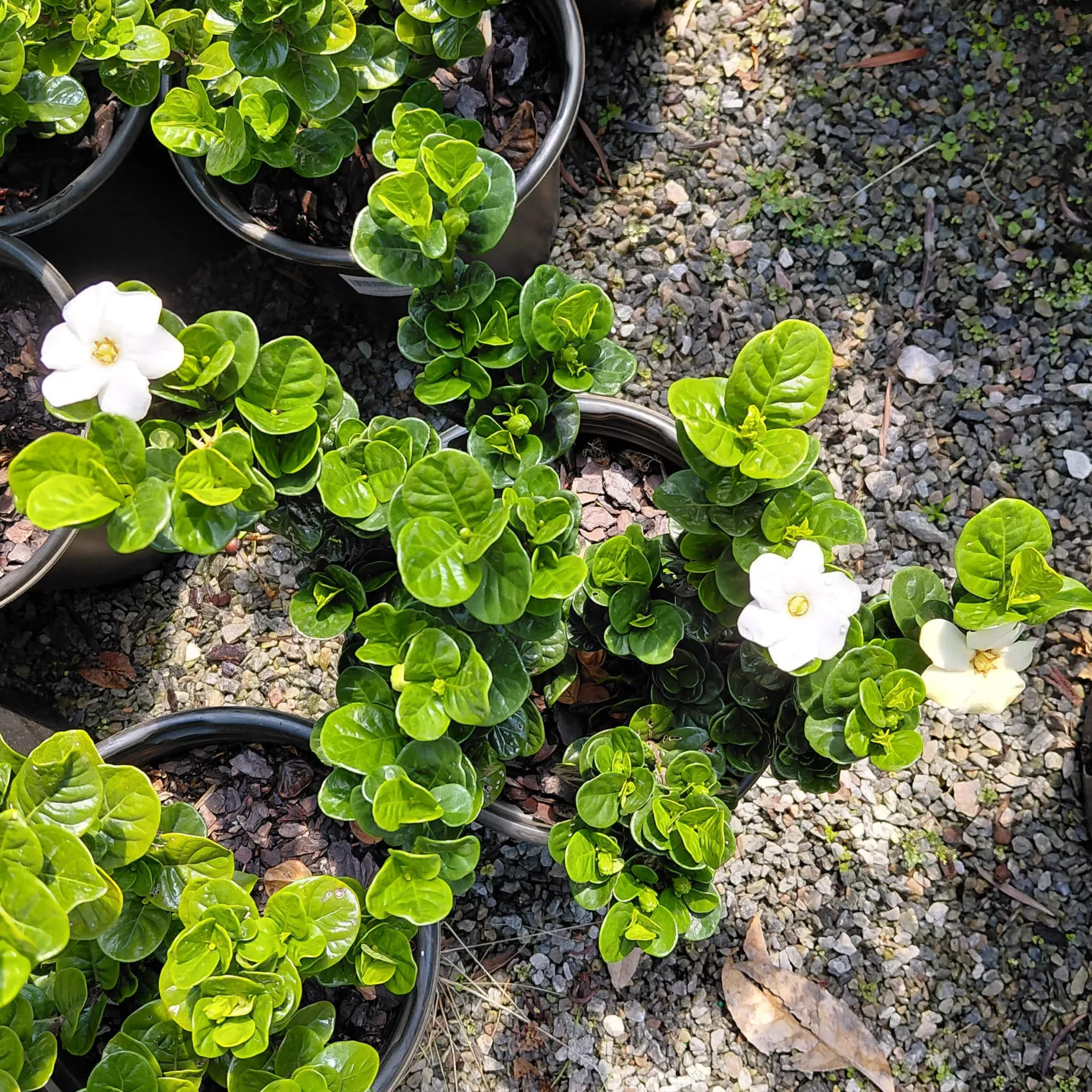 Gardenia jasminoides ‘Diamond Spire’