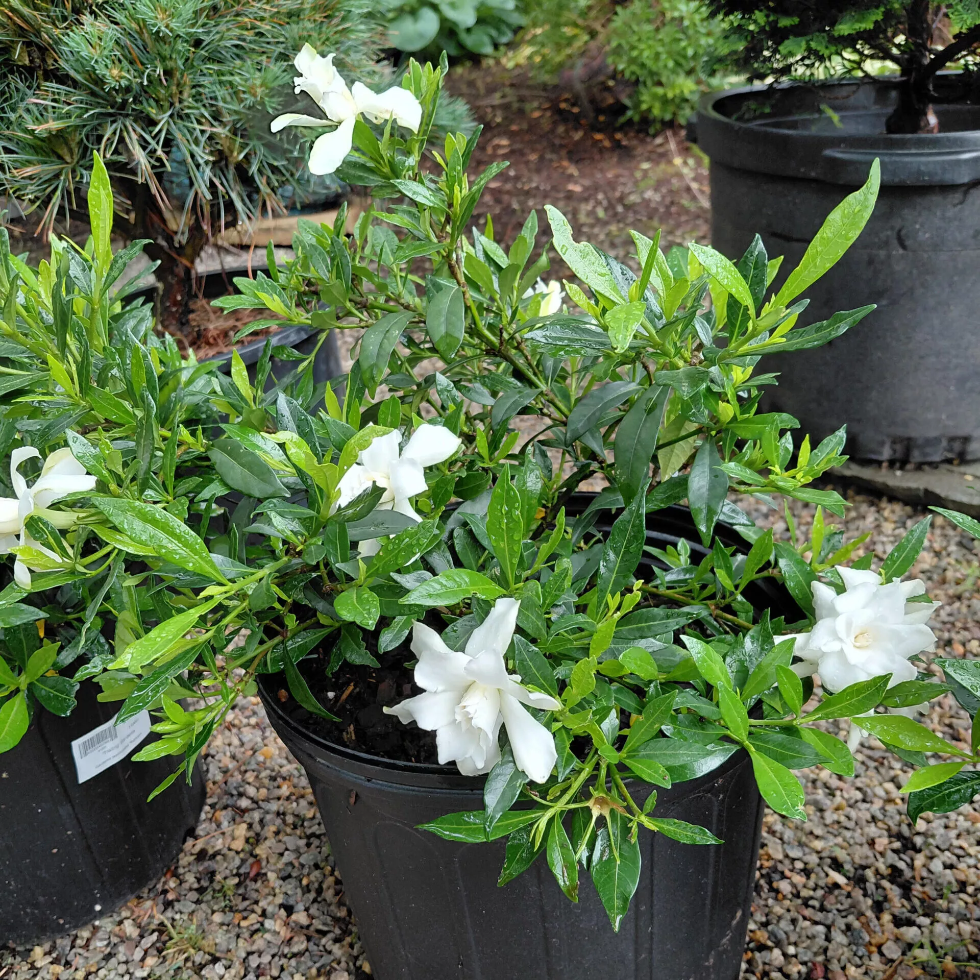 Gardenia jasminoides ‘Radicans’