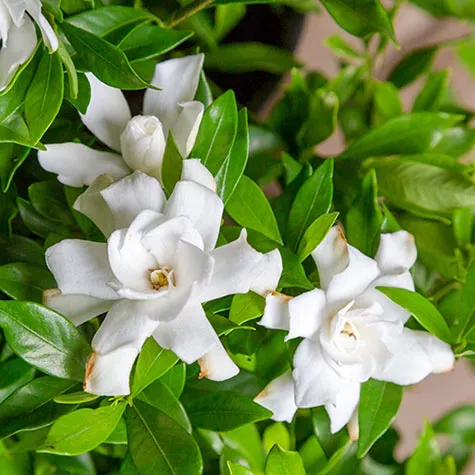 Gardenia x ‘Leesix’ (Fool Proof)
