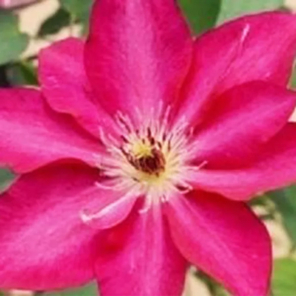 Garland Tekla™ Clematis – #1 Container