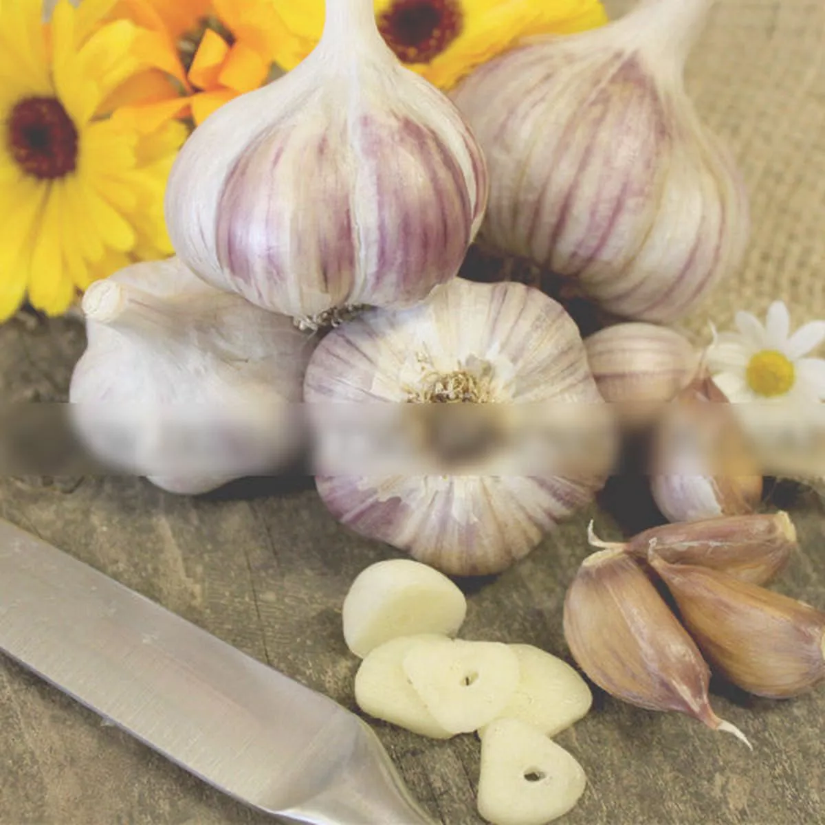 Garlic – (Hard Neck) German, Red