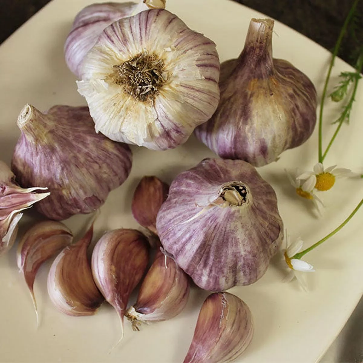 Garlic – (Hard Neck) Purple Creole