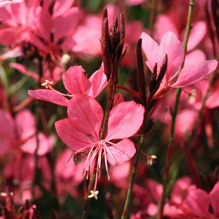 Gaura Belleza Dark Pink