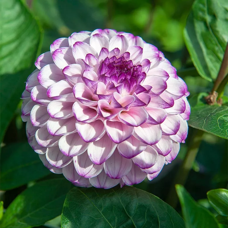 Genova Ball Dahlia