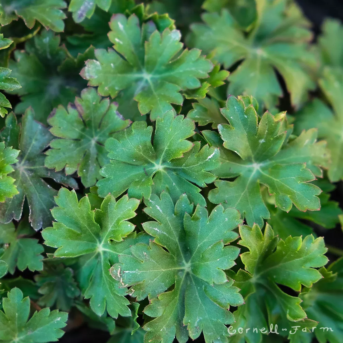 Geranium Biokovo 1gal Hardy Geranium
