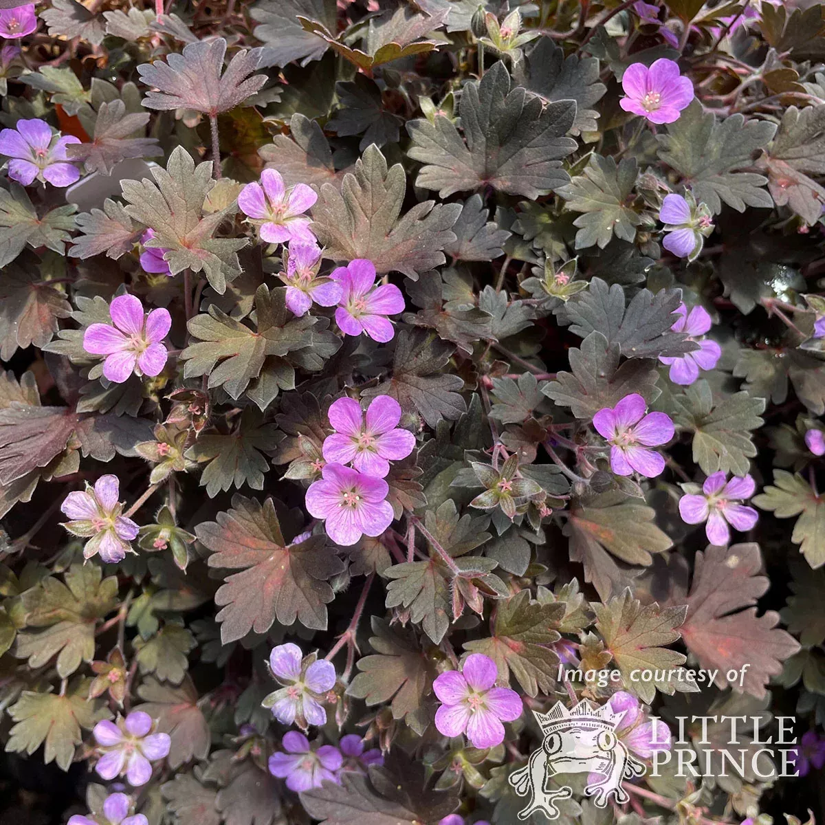 Geranium Bob's Blunder Qrt. CF Hardy Geranium