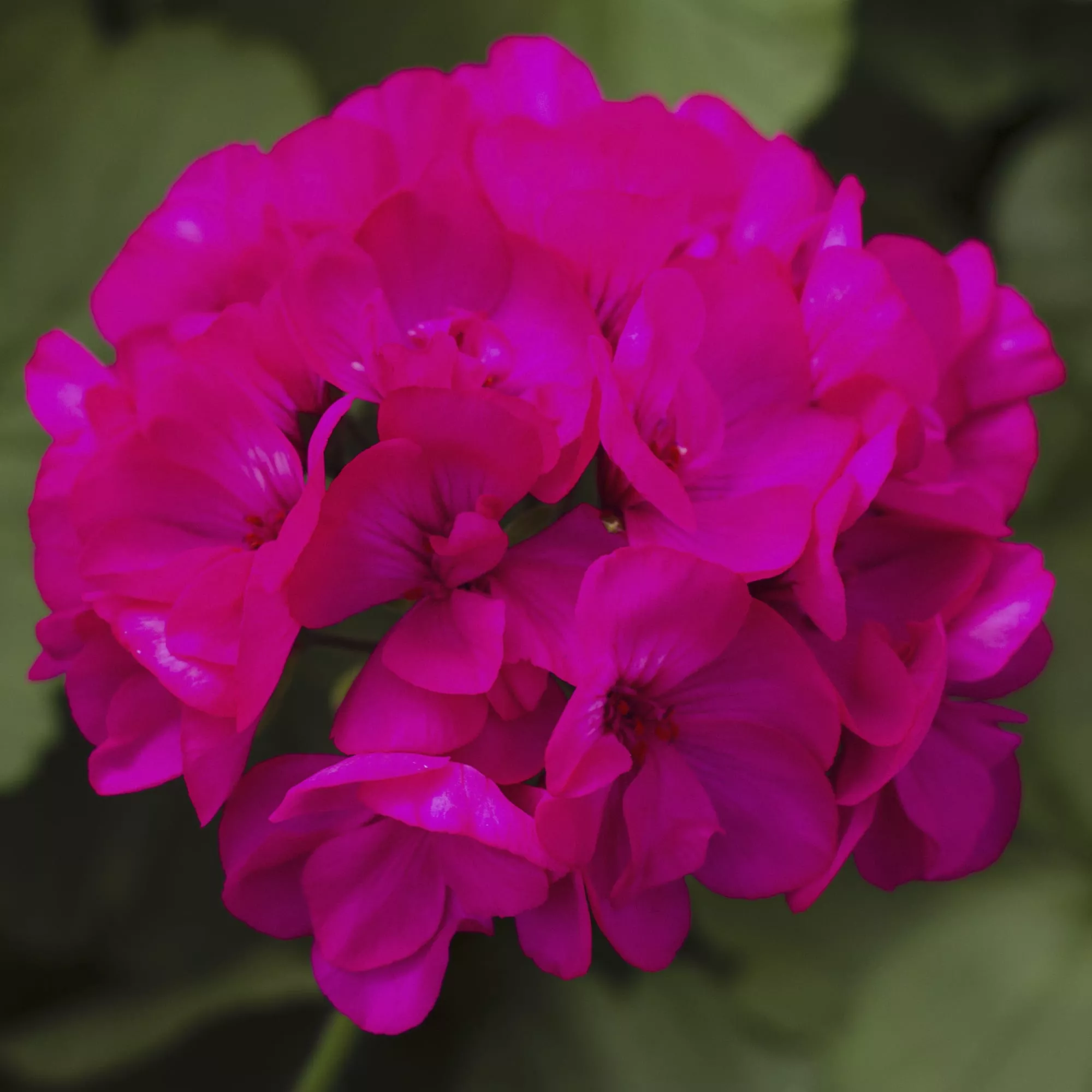 Geranium Calliope Series Hanging Baskets