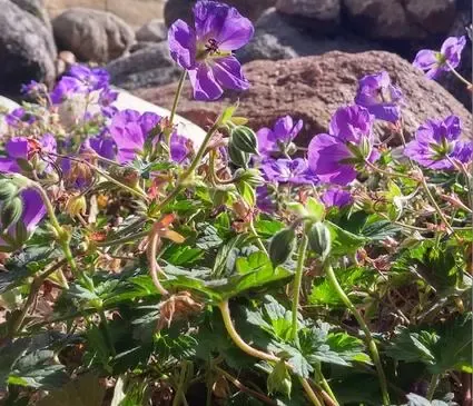 Geranium, Cranesbill Max Frei