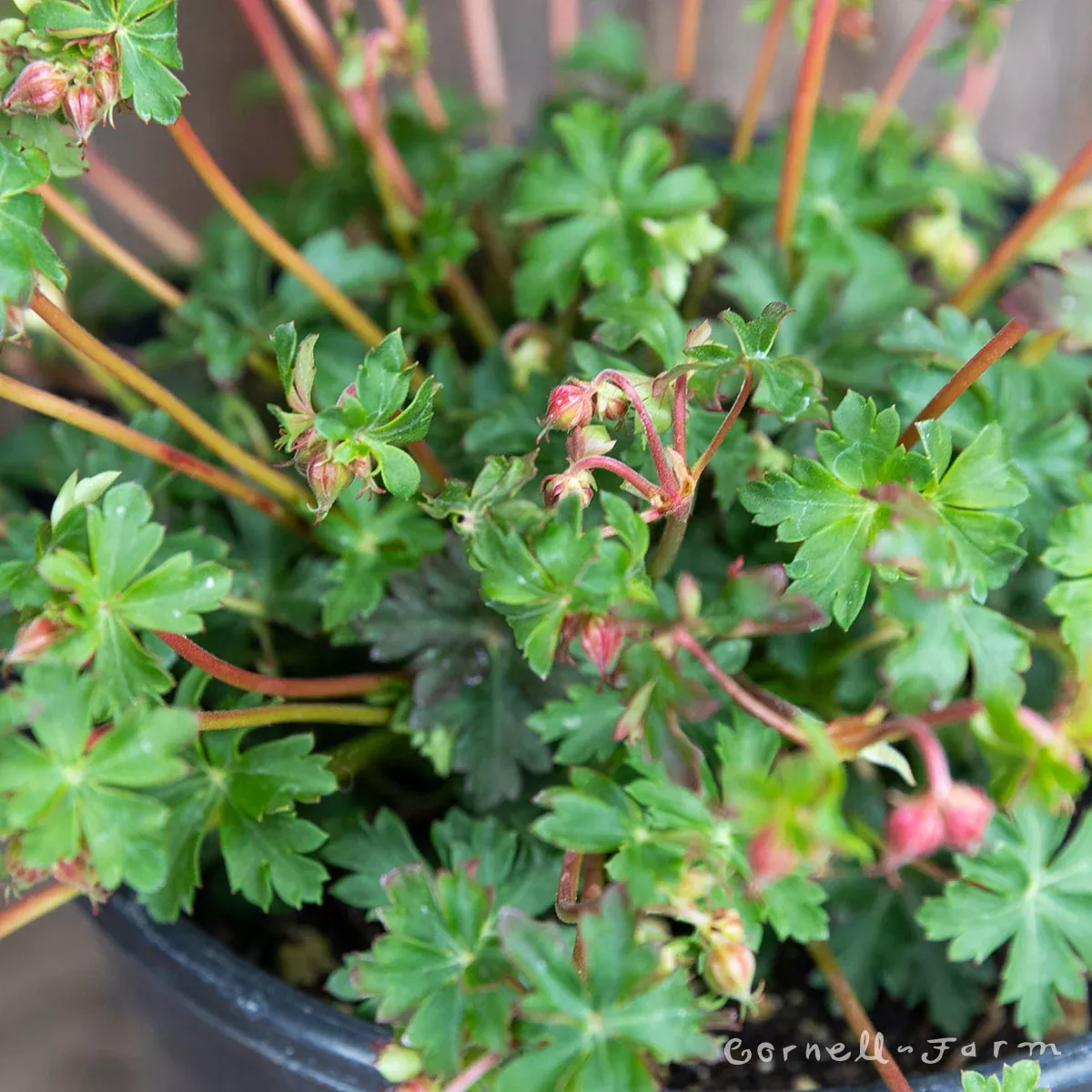 Geranium Crystal Rose 1gal Hardy Geranium