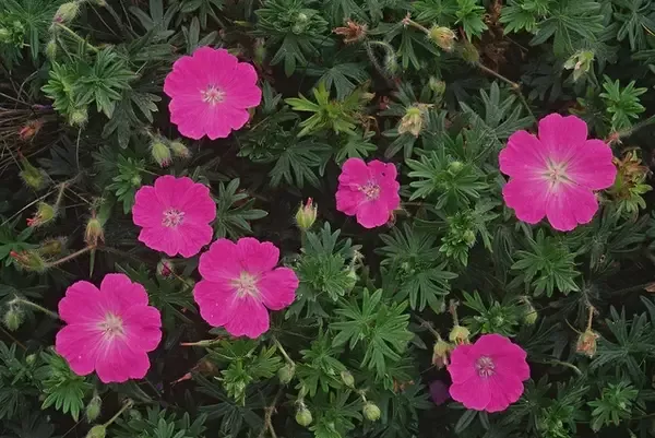 Geranium maculatum – Wild Geranium(B&B.DR.H.M.NB.OP.RR)
