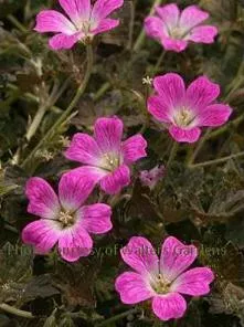 Geranium 'Orkney Cherry' PP18263 (30)ct Flat