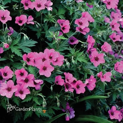 Geranium 'Patricia' Perennial - One Quart Pot