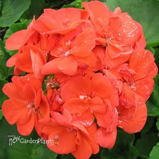 Geranium 'Rocky Mountain™ Orange' Zonal - 4.5" Pot