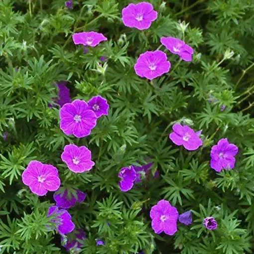 Geranium 'Vision Violet' Perennial - One Quart Pot