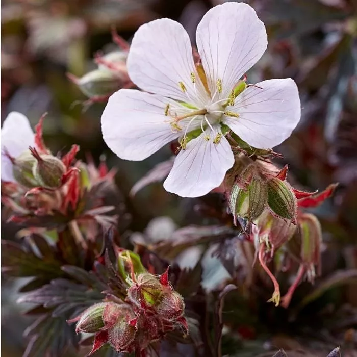 GeraniumCranesbill"Black and White"