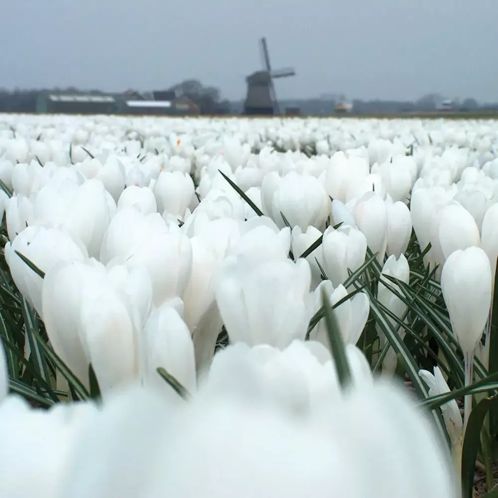 Giant Crocus Jeanne d' Arc