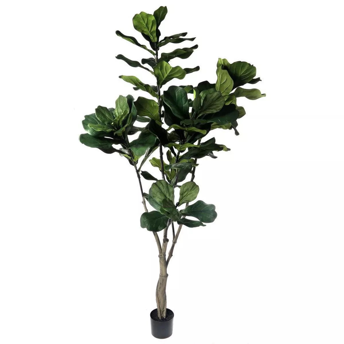 Giant Fiddle Leaf Tree Everlasting 7 ’