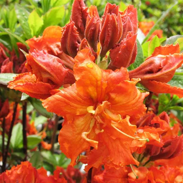 Gibraltar Azalea – #3 Container