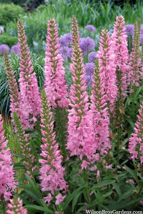 Giles Van Hees Veronica (Speedwell) - 5 Pack of Quart Pots
