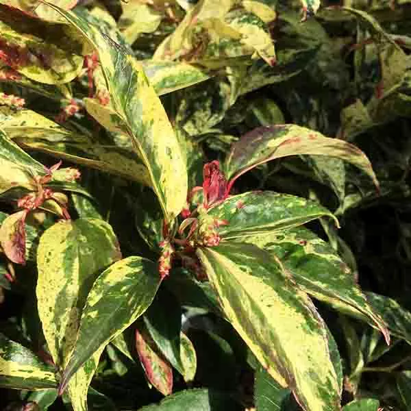 Girard’s Rainbow Leucothoe – #1 Container