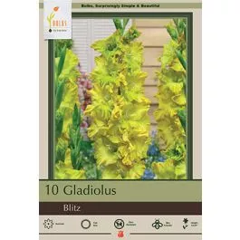 Gladiolus Blitz 10PK