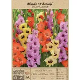 Gladiolus Bright Blend 30PK
