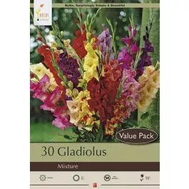 Gladiolus Flowering Mixture 30PK