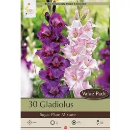Gladiolus Sugar Plum Mixture 30PK