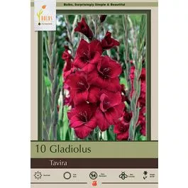 Gladiolus Tavira 10PK