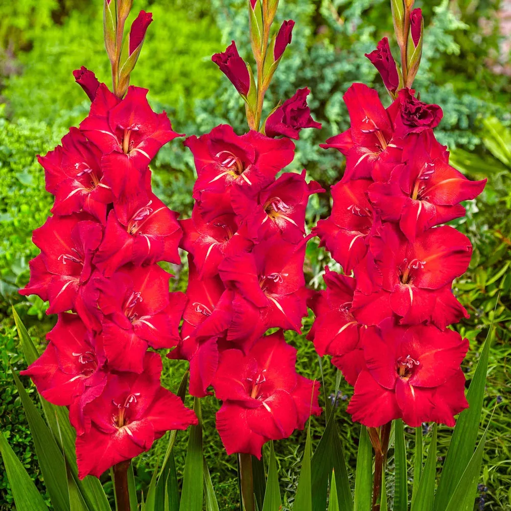 Gladiolus Traderhorn