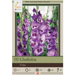 Gladiolus Vista 10PK