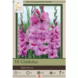Gladiolus Xperience 10PK