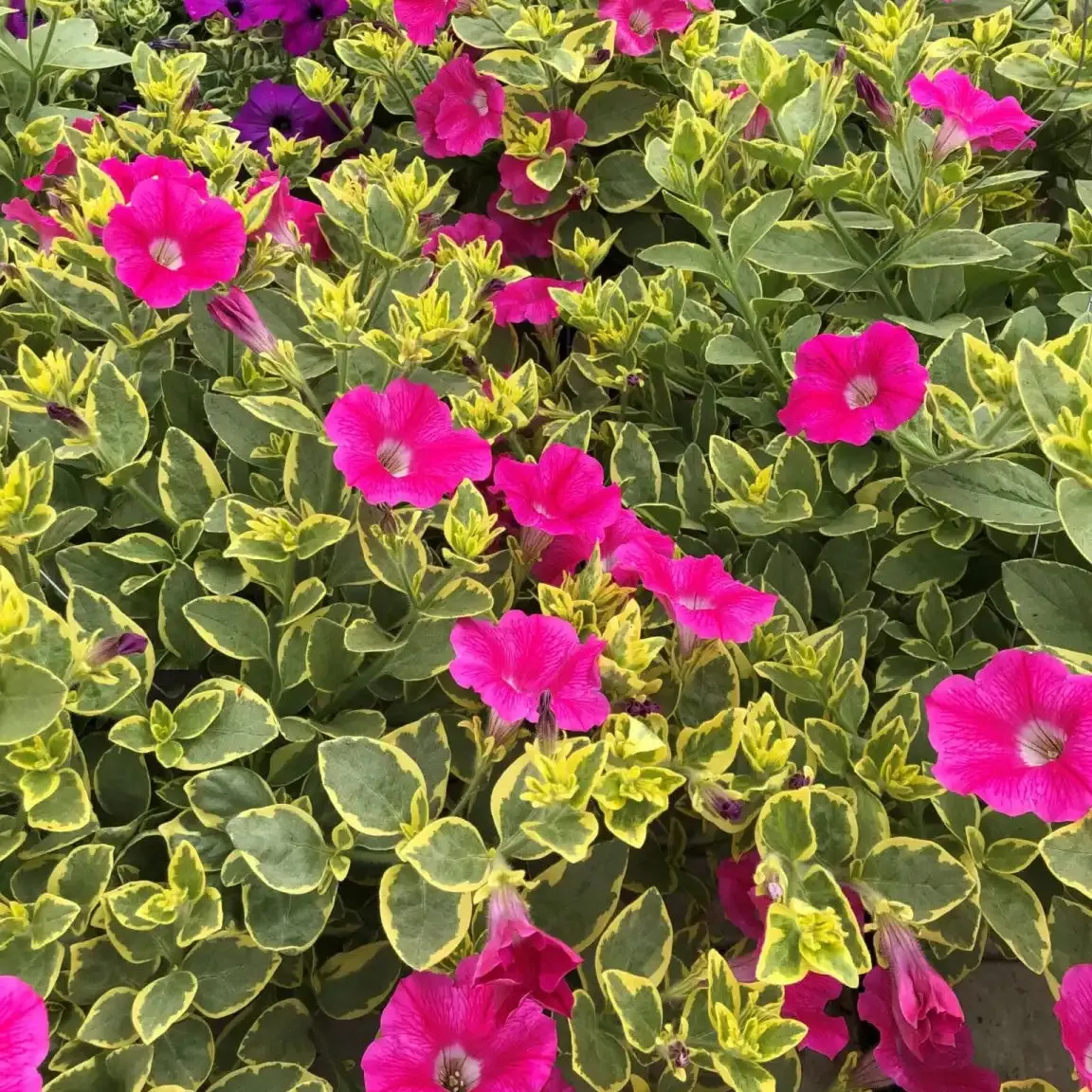 Glamoflage Pink Lemonade Petunia