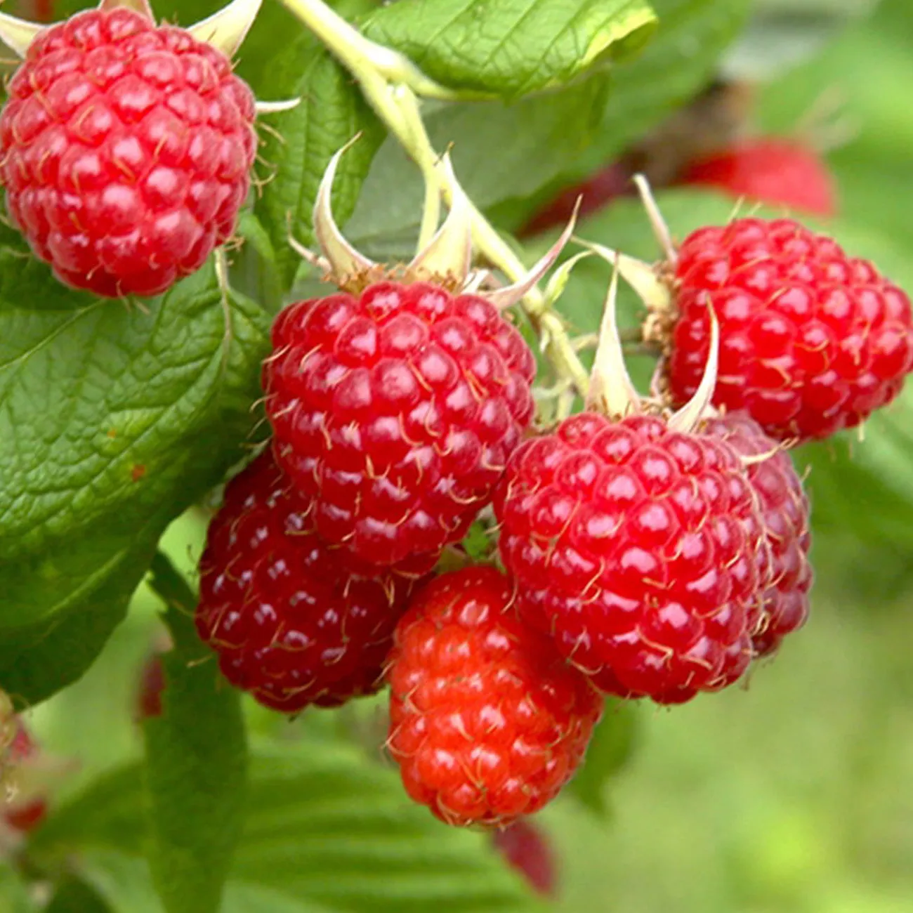 Glencoe Thornless Raspberry Bush – 1 Gallon