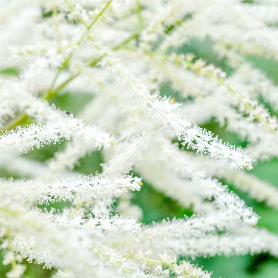 Goatsbeard