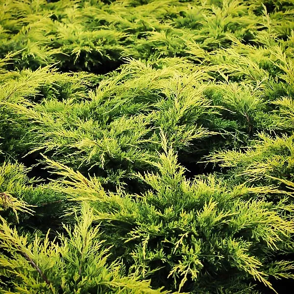 Gold Lace Juniper