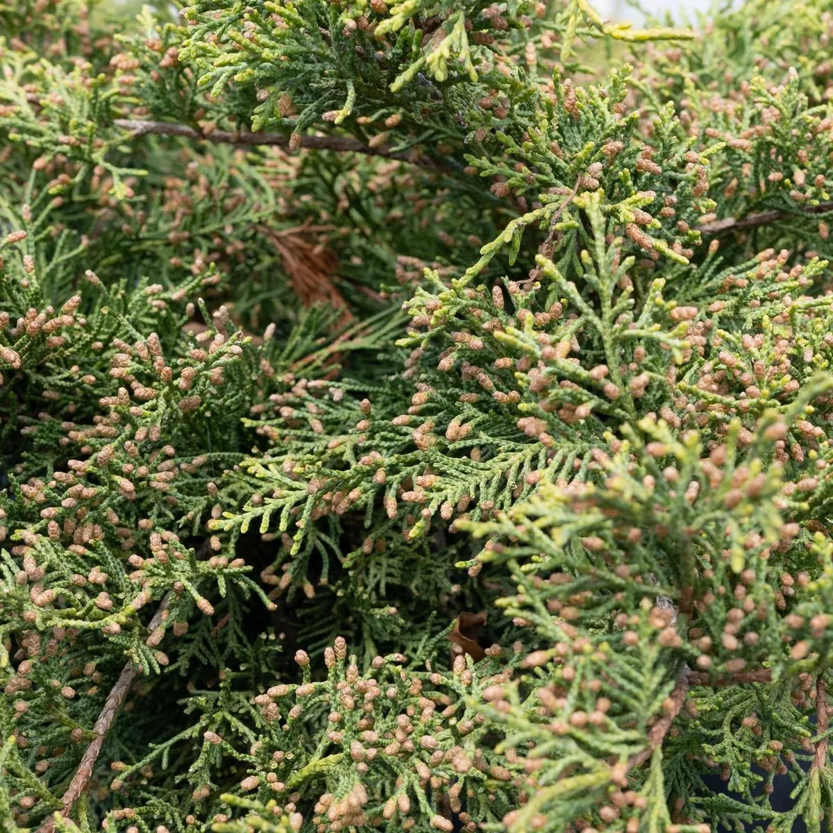 Gold Star Juniper # 2 Container