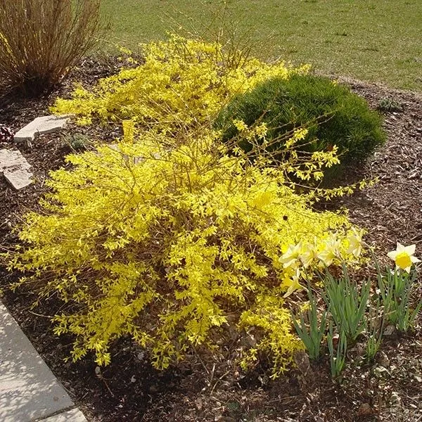 Gold Tide Forsythia