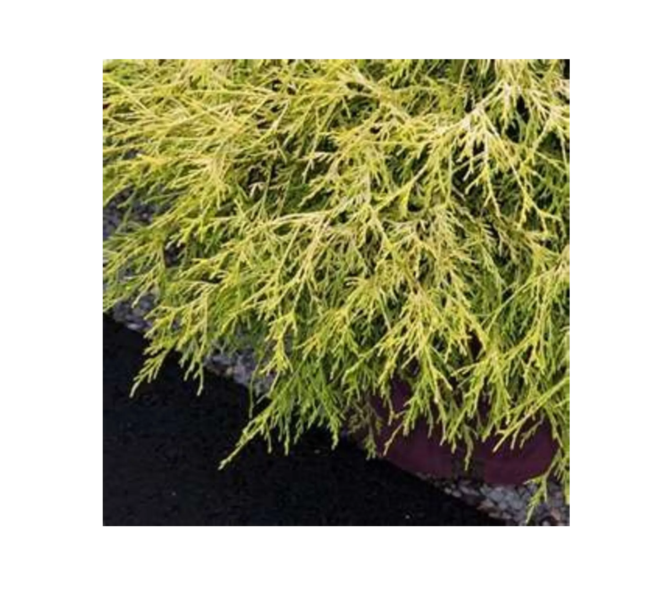 Golden Mop False Cypress