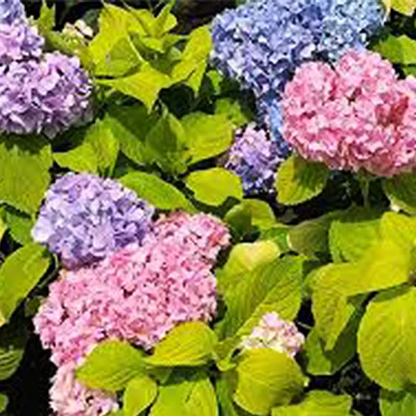 Golden Penny Bigleaf Hydrangea – #1 Container