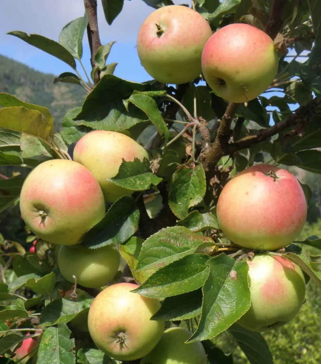 Golden Sentinel Columnar Apple – Semi-Dwarf (1′-3′)