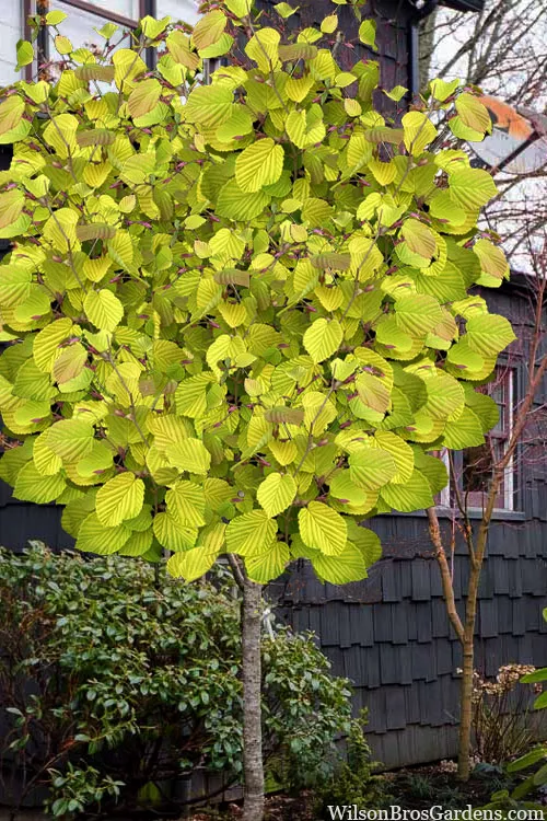 Golden Spring Winter Hazel (Single Trunk Tree Form) - 7 Gallon Pot
