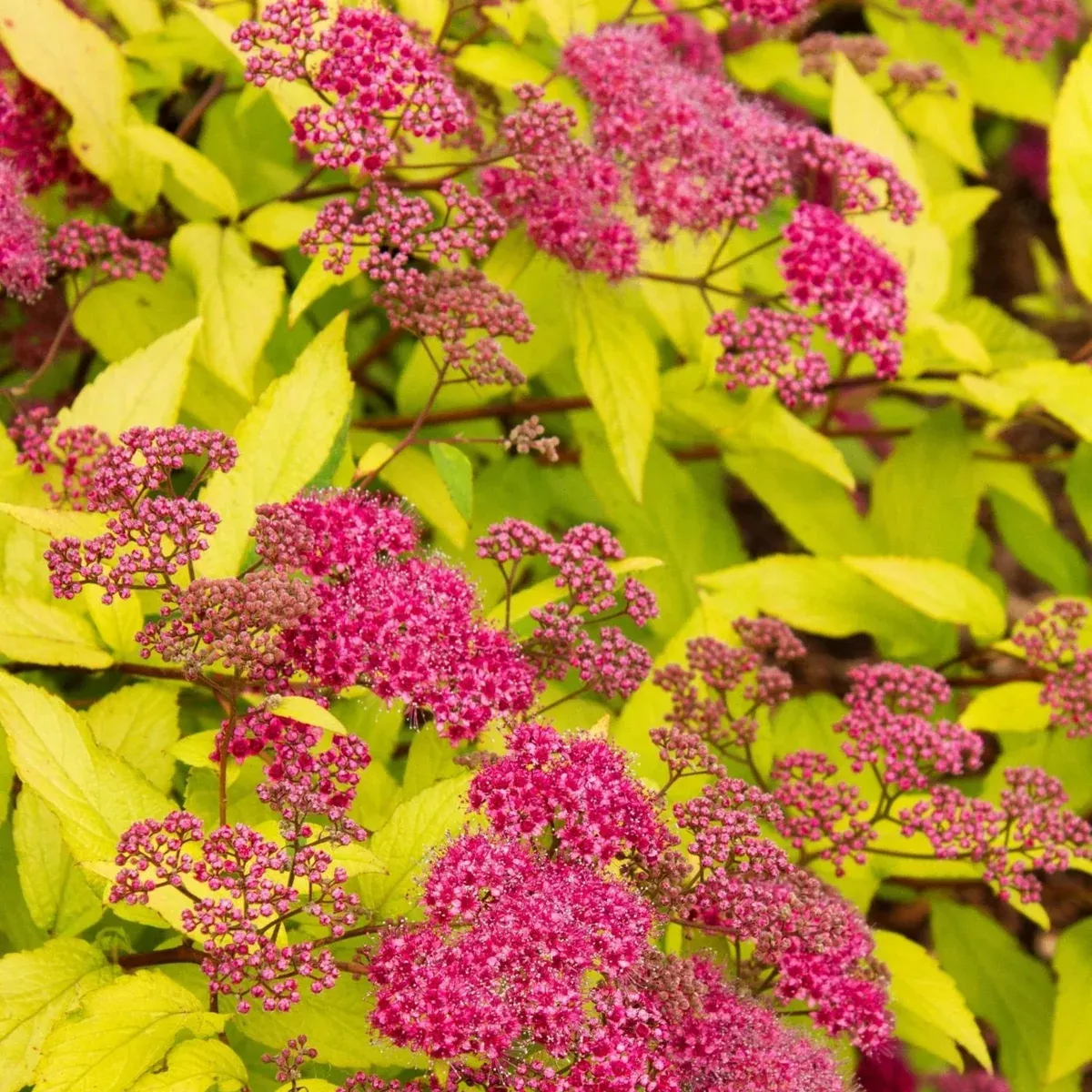 Goldflame Spirea