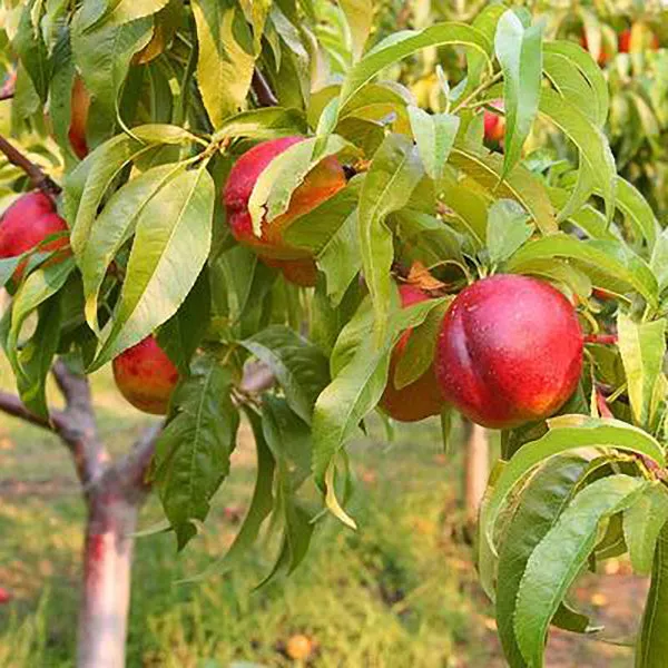 Goldmine Nectarine – 7 Gallon ( 3 – 4 ft. )