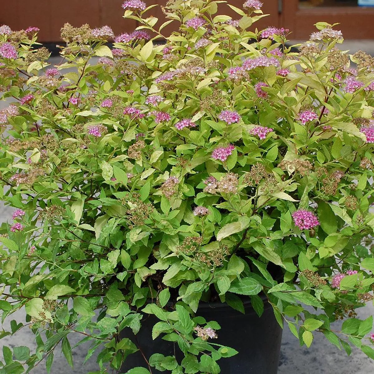 Goldmound Spiraea