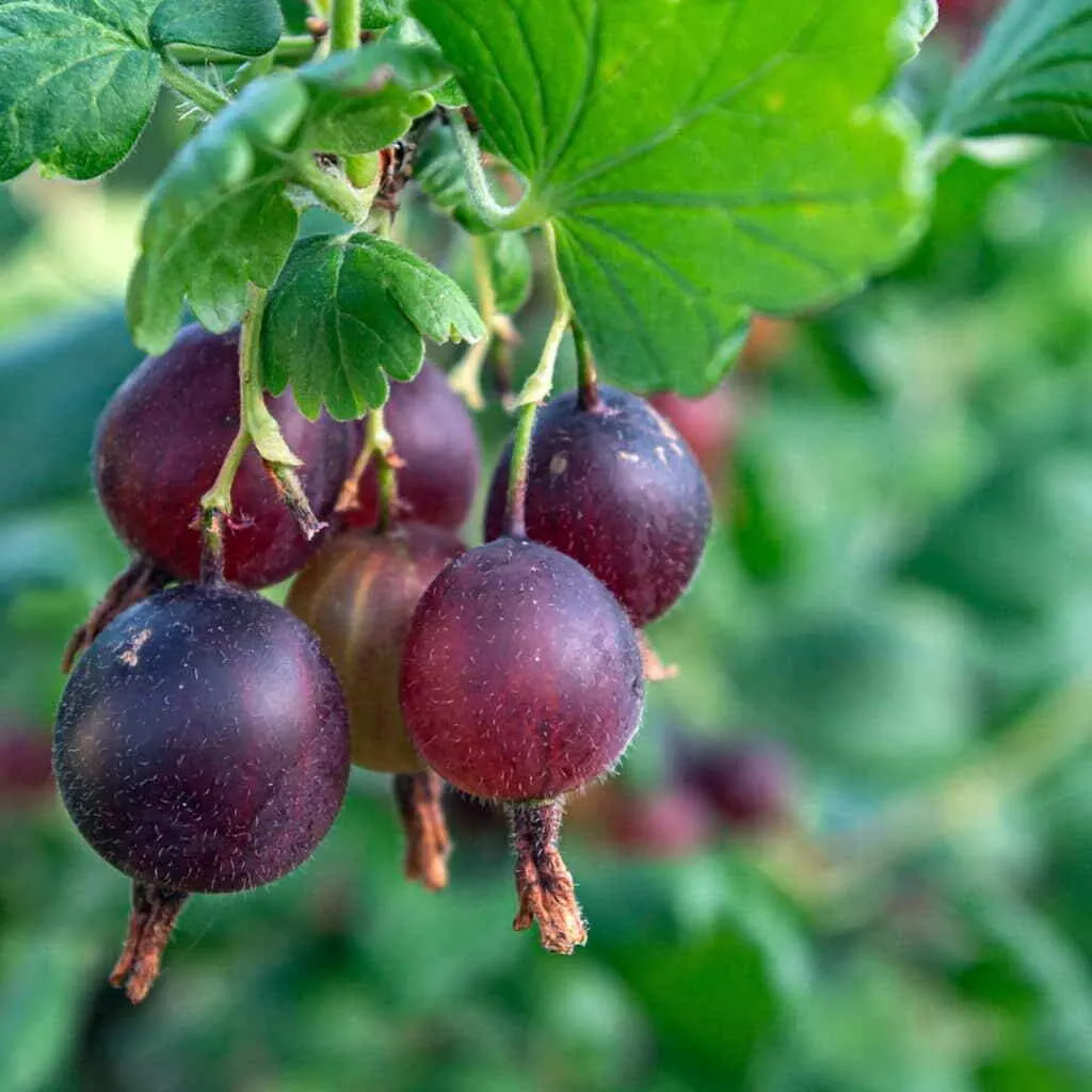 Gooseberry (Orus 8)