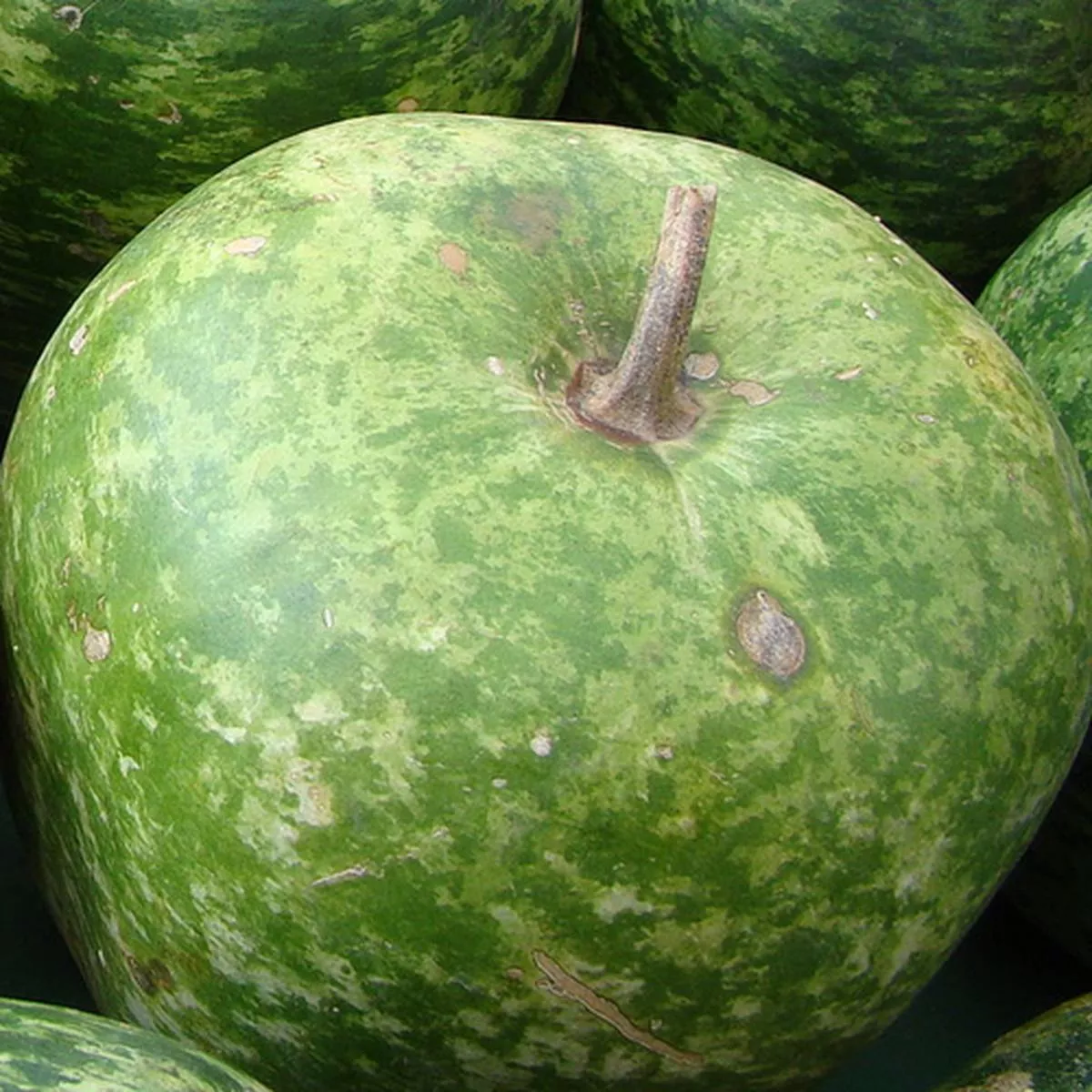Gourd – Apple (Large) seeds