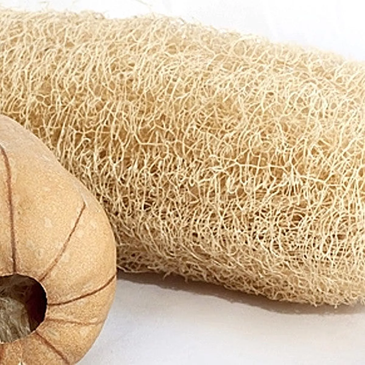 Gourd – Luffa seeds