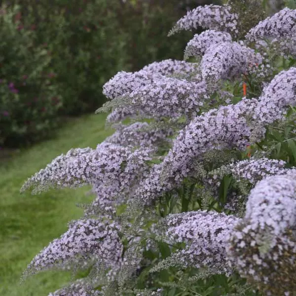 Grande Cascade Butterfly Bush